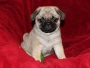 pug for sale now